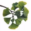 Ανακαλύψτε τα οφέλη του Ginkgo biloba