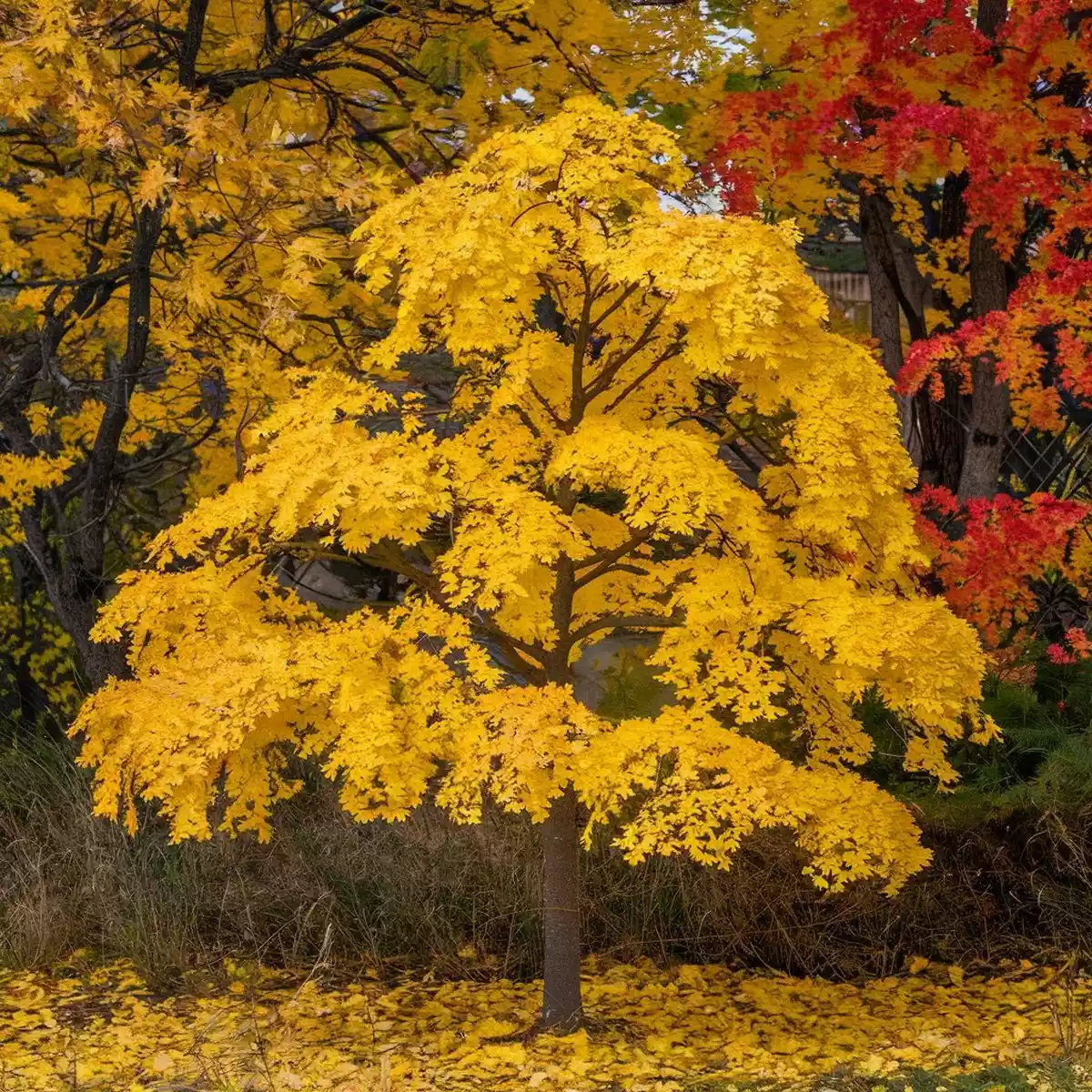 Ginkgo biloba: φυσικός ενισχυτής μνήμης