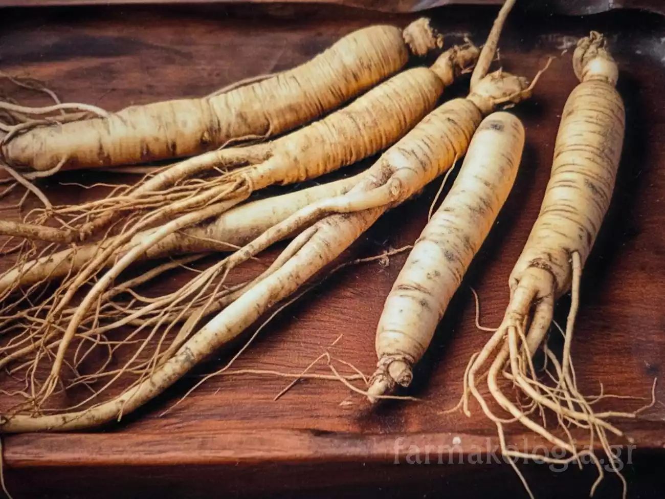 Οι χαρακτηριστικές ρίζες του Panax Ginseng (τζίνσενγκ) που χρησιμοποιούνται για τις φαρμακευτικές τους ιδιότητες.